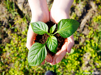 植物イメージ｜ザ・パークハウスグラン麻布仙台坂