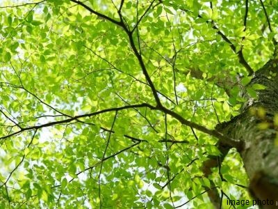 木陰イメージ｜ザ・パークハウスグラン麻布仙台坂